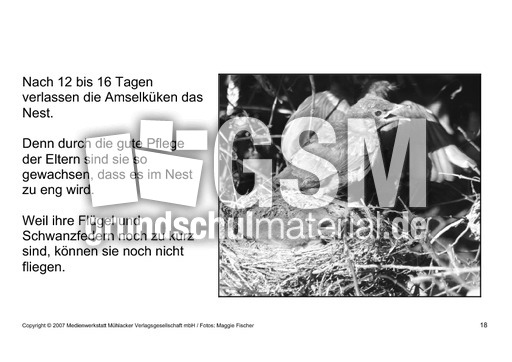 Bilderbuch-Amsel-SW-18.pdf